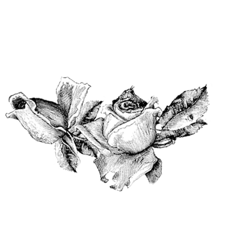 #2352a - Roses - Nature